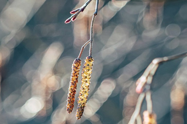 Different Types of Pollen Allergies